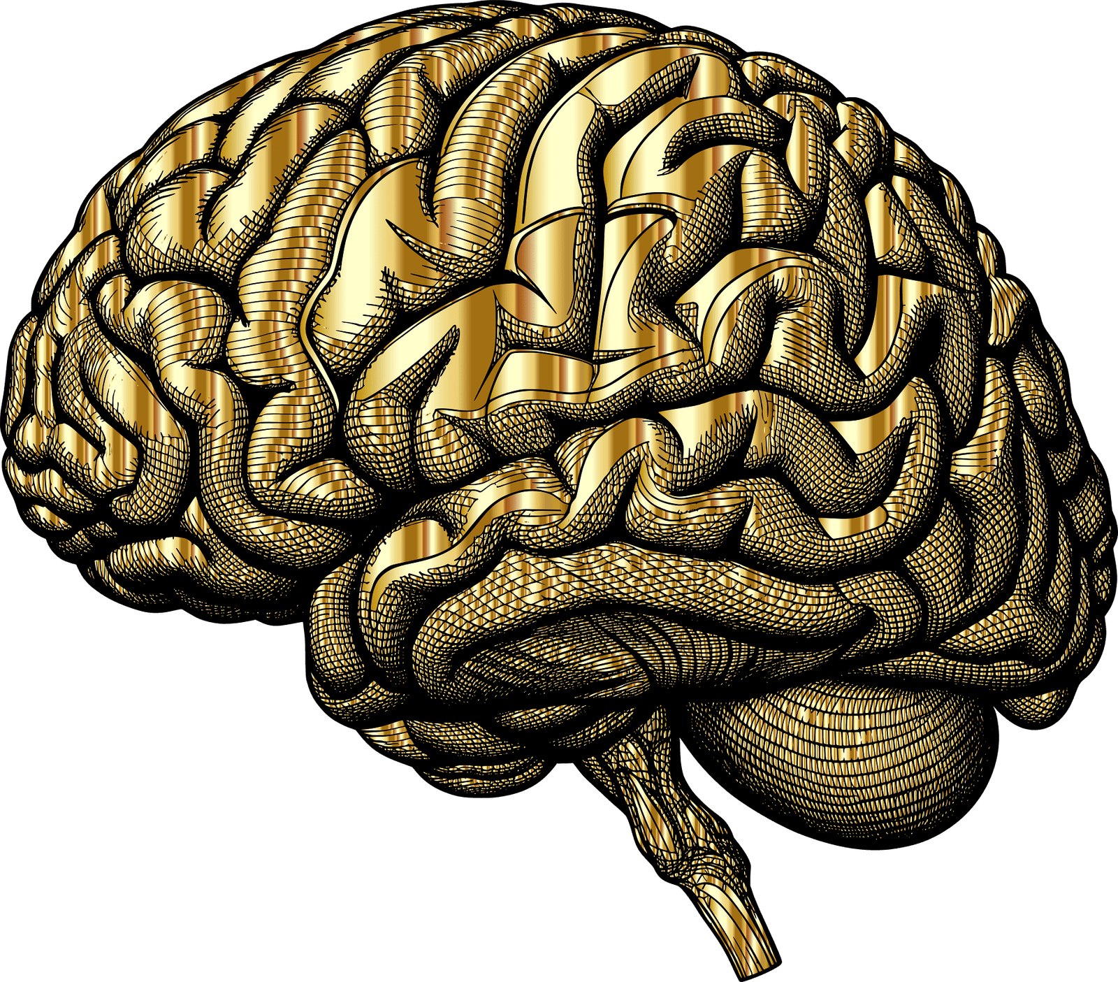 İnsan beyni çalışma yapısı, biyolojik zeka ve algoritmik düşünce